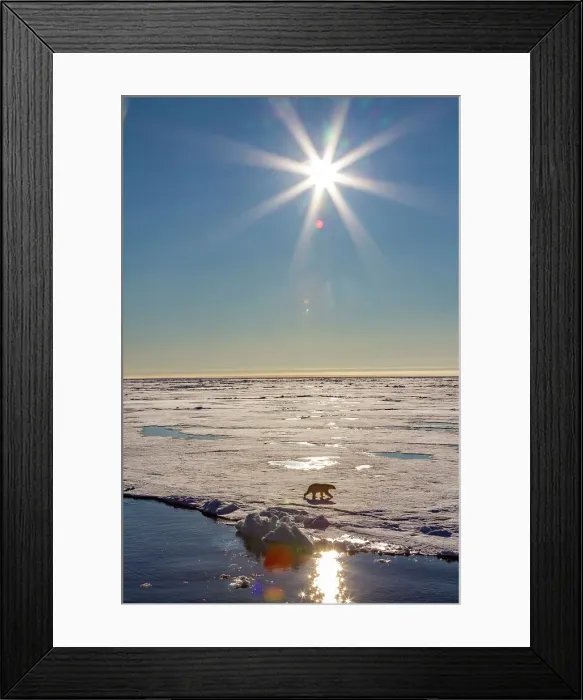 Framed Print : An adult polar bear (Ursus maritimus) on ice floe under bright sun burst in the Svalbard Archipelago, Norway, Arctic, Europe Framed Print : An adult polar bear (Ursus maritimus) on ice floe under bright sun burst in the Svalbard Archipelago, Norway, Arctic, Europe