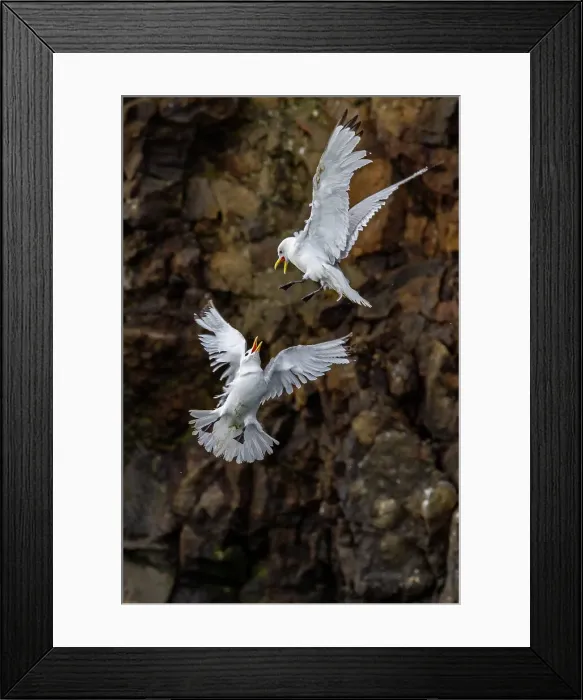 Framed Print : Adult black-legged kittiwake (Rissa tridactyla) in combat with a second kittiwake near Alexander Island, Franz Josef Land, Russia, Arctic Ocean, Eurasia Framed Print : Adult black-legged kittiwake (Rissa tridactyla) in combat with a second kittiwake near Alexander Island, Franz Josef Land, Russia, Arctic Ocean, Eurasia