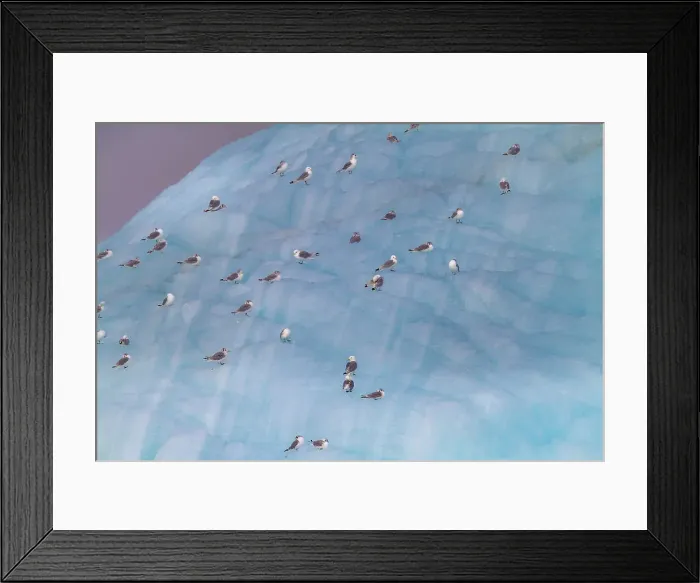 Framed Print : Adult black-legged kittiwakes (Rissa tridactyla) on ice near Alexander Island in Franz Josef Land, Russia, Arctic Ocean, Eurasia Framed Print : Adult black-legged kittiwakes (Rissa tridactyla) on ice near Alexander Island in Franz Josef Land, Russia, Arctic Ocean, Eurasia