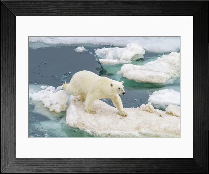 Framed Print : An adult polar bear (Ursus maritimus) leaping from ice floe to ice floe in the Svalbard Archipelago, Norway, Arctic, Europe Framed Print : An adult polar bear (Ursus maritimus) leaping from ice floe to ice floe in the Svalbard Archipelago, Norway, Arctic, Europe