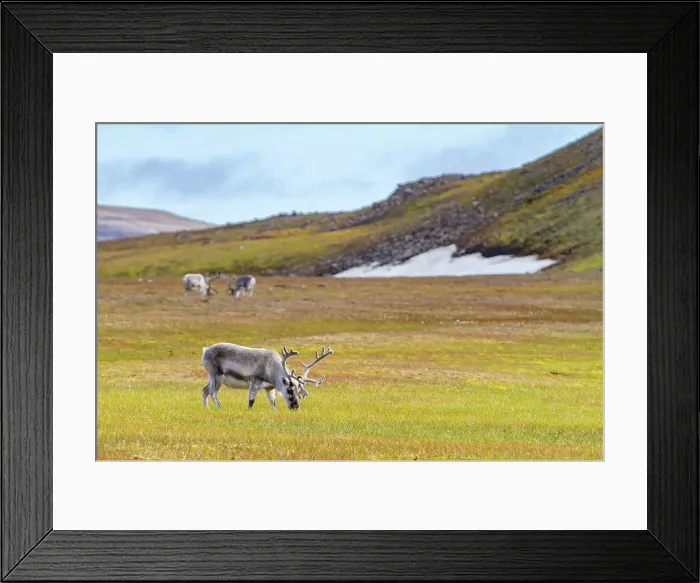 Framed Print : Adult Svalbard reindeer (Rangifer tarandus platyrhynchus) grazing on tundra in the Svalbard Archipelago, Norway, Arctic, Europe Framed Print : Adult Svalbard reindeer (Rangifer tarandus platyrhynchus) grazing on tundra in the Svalbard Archipelago, Norway, Arctic, Europe