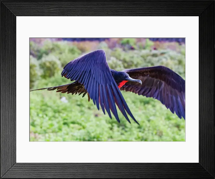 Framed Print : Male Great frigatebird (Fregata minor) in breeding plumage with red gular pouch, on Genovesa (Tower) Island, Galapagos, UNESCO World Heritage Site, Ecuador, South America Framed Print : Male Great frigatebird (Fregata minor) in breeding plumage with red gular pouch, on Genovesa (Tower) Island, Galapagos, UNESCO World Heritage Site, Ecuador, South America