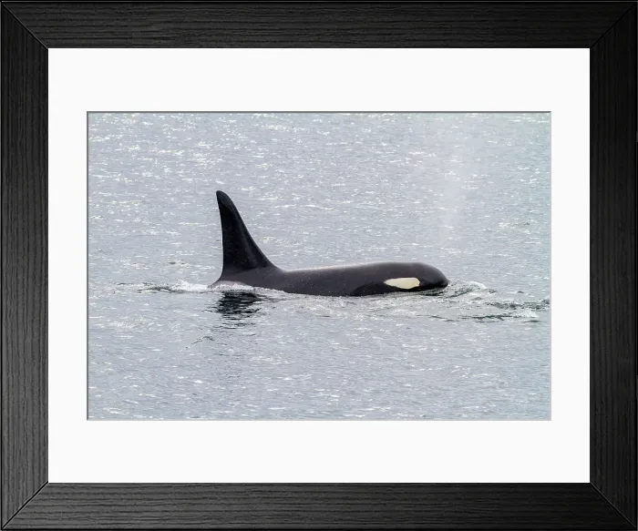 Framed Print : Adult bull killer whale (Orcinus orca) surfacing in Chatham Strait, Southeast Alaska, United States of America, Pacific Ocean, North America Framed Print : Adult bull killer whale (Orcinus orca) surfacing in Chatham Strait, Southeast Alaska, United States of America, Pacific Ocean, North America