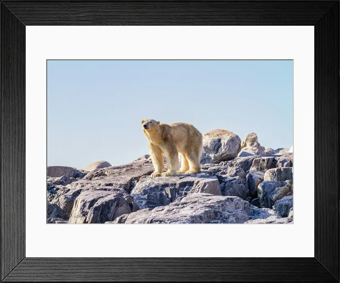 Framed Print : An old, emaciated adult male polar bear (Ursus maritimus) desperately searching for food in the Svalbard Archipelago, Norway, Arctic, Europe Framed Print : An old, emaciated adult male polar bear (Ursus maritimus) desperately searching for food in the Svalbard Archipelago, Norway, Arctic, Europe