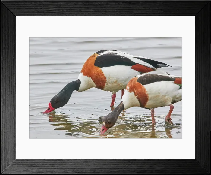 Framed Print : A Shelduck (Tadorna tadorna) pair, on Brownsea Island, a nature reserve in Poole Harbour, Dorset, England, United Kingdom, Europe Framed Print : A Shelduck (Tadorna tadorna) pair, on Brownsea Island, a nature reserve in Poole Harbour, Dorset, England, United Kingdom, Europe