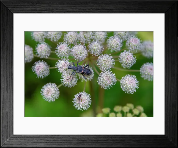 Framed Print : A close up view of a beetle on hogweed (Heracleum spp) found in the Solovetsky Islands, Arkhangelsk Oblast, White Sea, Russia, Arctic, Europe Framed Print : A close up view of a beetle on hogweed (Heracleum spp) found in the Solovetsky Islands, Arkhangelsk Oblast, White Sea, Russia, Arctic, Europe