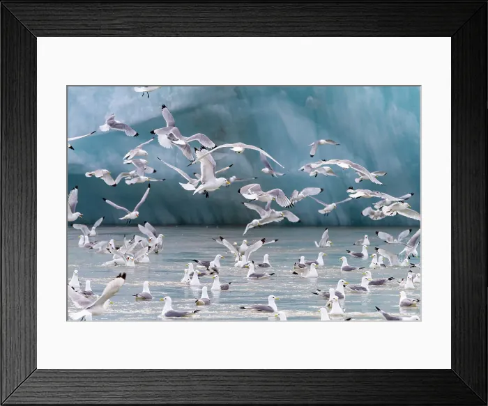 Framed Print : Adult black-legged kittiwakes (Rissa tridactyla) feeding at the base of a glacier in the Svalbard Archipelago, Norway, Arctic, Europe Framed Print : Adult black-legged kittiwakes (Rissa tridactyla) feeding at the base of a glacier in the Svalbard Archipelago, Norway, Arctic, Europe