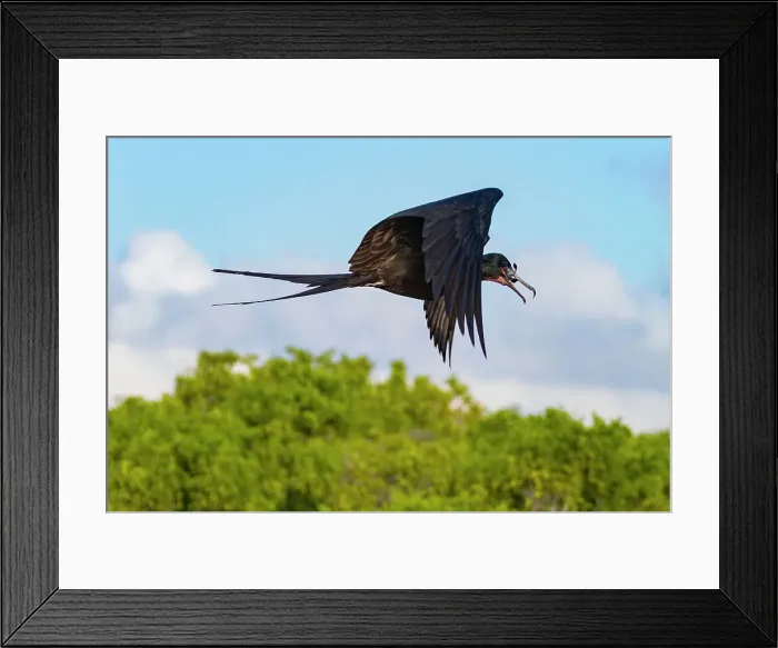 Framed Print : Great frigatebird (Fregata minor) feeding on erupting green sea turtle (Chelonia mydas) hatchlings in the Galapagos, UNESCO World Heritage Site, Ecuador, South America Framed Print : Great frigatebird (Fregata minor) feeding on erupting green sea turtle (Chelonia mydas) hatchlings in the Galapagos, UNESCO World Heritage Site, Ecuador, South America