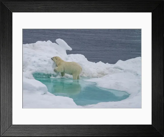 Framed Print : Adult female polar bear (Ursus maritimus) walking on multi-year ice floes in Franz Josef Land, Russia, Arctic Ocean, Eurasia Framed Print : Adult female polar bear (Ursus maritimus) walking on multi-year ice floes in Franz Josef Land, Russia, Arctic Ocean, Eurasia