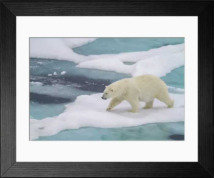 Framed Print : Adult female polar bear (Ursus maritimus) walking on multi-year ice floes in Franz Josef Land, Russia, Arctic Ocean, Eurasia