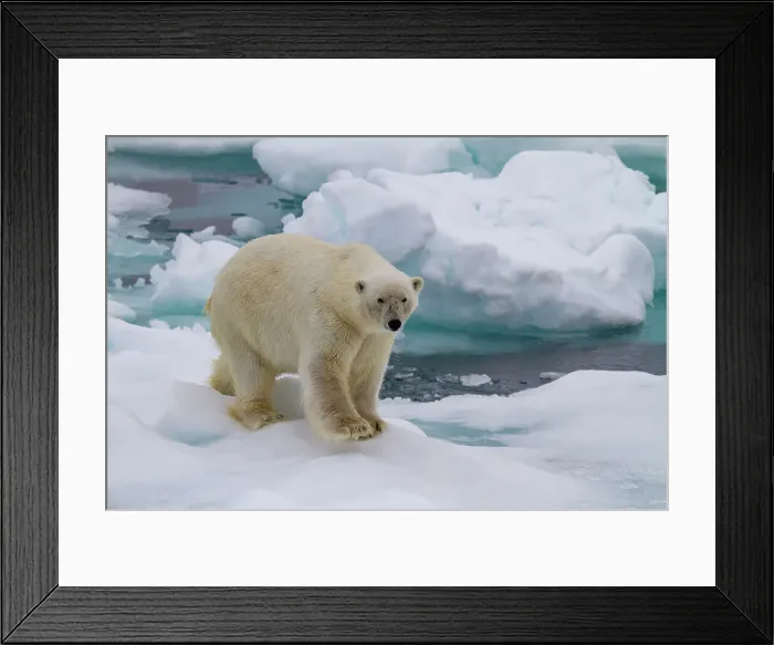 Framed Print : Adult male polar bear (Ursus maritimus) on multi-year ice floes in Franz Josef Land, Russia, Arctic Ocean, Eurasia