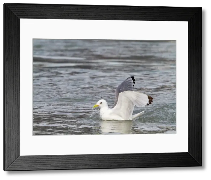 Framed Print : Adult black-legged kittiwakes (Rissa tridactyla) feeding at the base of a glacier in the Svalbard Archipelago, Norway, Arctic, Europe Framed Print : Adult black-legged kittiwakes (Rissa tridactyla) feeding at the base of a glacier in the Svalbard Archipelago, Norway, Arctic, Europe
