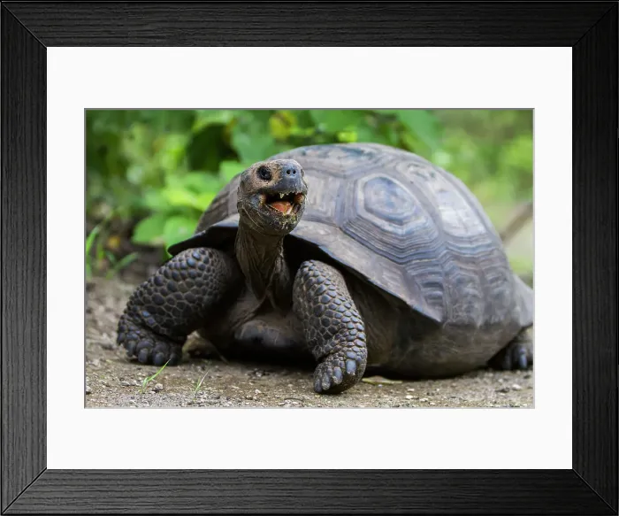 Framed Print : Wild Galapagos giant tortoise (Geochelone elephantopus) at Urbina Bay, Isabela Island, Galapagos Islands, UNESCO World Heritage Site, Ecuador, South America Framed Print : Wild Galapagos giant tortoise (Geochelone elephantopus) at Urbina Bay, Isabela Island, Galapagos Islands, UNESCO World Heritage Site, Ecuador, South America