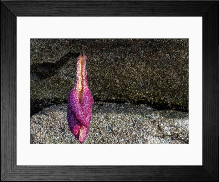 Framed Print : Sea star stranded by the low tide in Jackson Pass Provincial Marine Park, British Columbia, Canada, North America Framed Print : Sea star stranded by the low tide in Jackson Pass Provincial Marine Park, British Columbia, Canada, North America