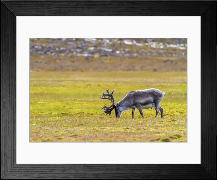 Framed Print : Adult Svalbard reindeer (Rangifer tarandus platyrhynchus) grazing on tundra in the Svalbard Archipelago, Norway, Arctic, Europe Framed Print : Adult Svalbard reindeer (Rangifer tarandus platyrhynchus) grazing on tundra in the Svalbard Archipelago, Norway, Arctic, Europe