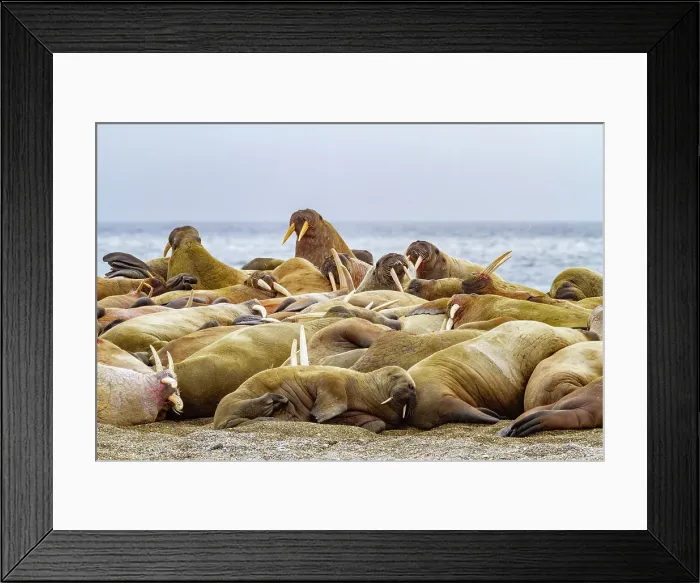 Framed Print : Adult bachelor walrus (Odobenus rosmarus rosmarus) hauled out on the beach at Poolepynten on Prins Karl's Foreland in the Svalbard Archipelago, Norway, Arctic, Europe Framed Print : Adult bachelor walrus (Odobenus rosmarus rosmarus) hauled out on the beach at Poolepynten on Prins Karl's Foreland in the Svalbard Archipelago, Norway, Arctic, Europe