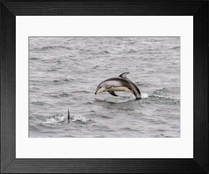 Framed Print : A pod of Pacific white-sided dolphins (Lagenorhynchus obliquidens) leaping and surfacing in Johnstone Strait, British Columbia, Canada, North America Framed Print : A pod of Pacific white-sided dolphins (Lagenorhynchus obliquidens) leaping and surfacing in Johnstone Strait, British Columbia, Canada, North America