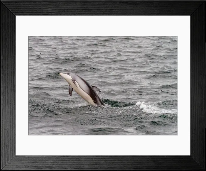 Framed Print : A pod of Pacific white-sided dolphins (Lagenorhynchus obliquidens) leaping and surfacing in Johnstone Strait, British Columbia, Canada, North America Framed Print : A pod of Pacific white-sided dolphins (Lagenorhynchus obliquidens) leaping and surfacing in Johnstone Strait, British Columbia, Canada, North America