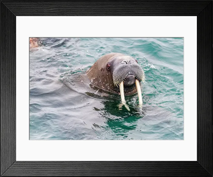 Framed Print : Curious adult bull walrus (Odobenus rosmarus rosmarus) approach the ship at Moffen Island in the Svalbard Archipelago, Norway, Arctic, Europe Framed Print : Curious adult bull walrus (Odobenus rosmarus rosmarus) approach the ship at Moffen Island in the Svalbard Archipelago, Norway, Arctic, Europe