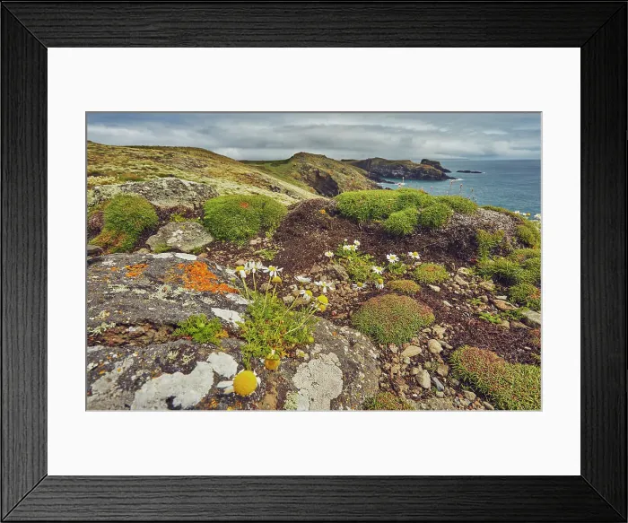 Framed Print : Daisies on Skomer Head, on the west coast of Skomer Island, a nature reserve off the coast of Pembrokeshire, Wales, United Kingdom, Europe