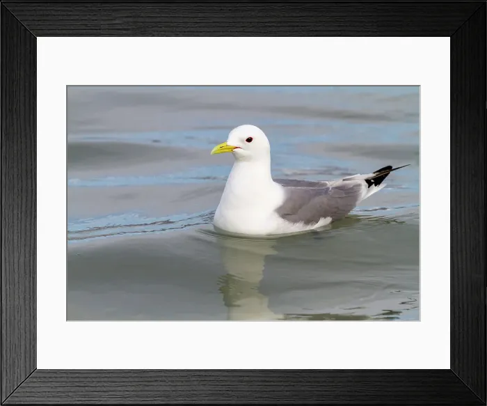 Framed Print : Adult black-legged kittiwakes (Rissa tridactyla) feeding at the base of a glacier in the Svalbard Archipelago, Norway, Arctic, Europe Framed Print : Adult black-legged kittiwakes (Rissa tridactyla) feeding at the base of a glacier in the Svalbard Archipelago, Norway, Arctic, Europe