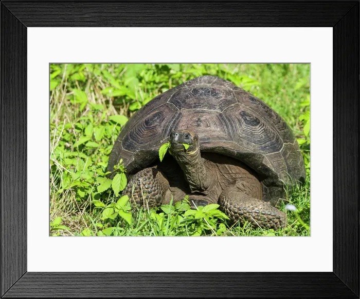 Framed Print : Wild Galapagos giant tortoise (Geochelone elephantopus) feeding on the upslope grasslands of Santa Cruz Island, Galapagos, UNESCO World Heritage Site, Ecuador, South America Framed Print : Wild Galapagos giant tortoise (Geochelone elephantopus) feeding on the upslope grasslands of Santa Cruz Island, Galapagos, UNESCO World Heritage Site, Ecuador, South America