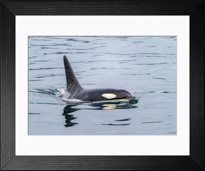 Framed Print : An adult bull killer whale (Orcinus orca) surfacing in Johnstone Strait, British Columbia, Canada, Pacific Ocean, North America Framed Print : An adult bull killer whale (Orcinus orca) surfacing in Johnstone Strait, British Columbia, Canada, Pacific Ocean, North America