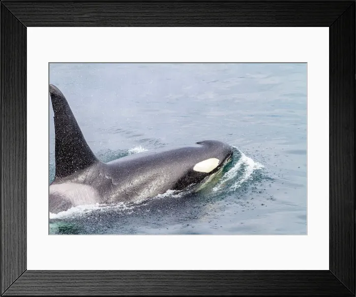 Framed Print : An adult bull killer whale (Orcinus orca) surfacing in Johnstone Strait, British Columbia, Canada, Pacific Ocean, North America Framed Print : An adult bull killer whale (Orcinus orca) surfacing in Johnstone Strait, British Columbia, Canada, Pacific Ocean, North America