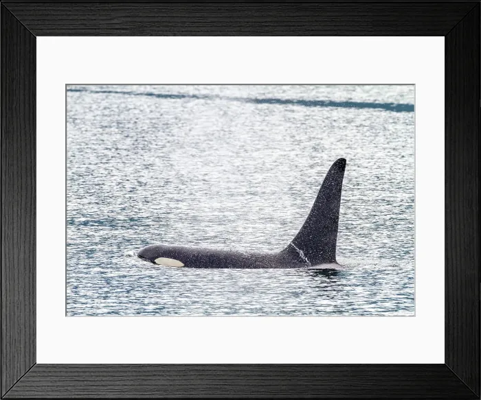 Framed Print : An adult bull killer whale (Orcinus orca) surfacing in Johnstone Strait, British Columbia, Canada, Pacific Ocean, North America Framed Print : An adult bull killer whale (Orcinus orca) surfacing in Johnstone Strait, British Columbia, Canada, Pacific Ocean, North America