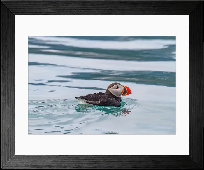 Framed Print : Juvenile puffin (Fratercula arctica) on the water near the island of Bolscheoya in the Svalbard Archipelago, Norway, Arctic, Europe Framed Print : Juvenile puffin (Fratercula arctica) on the water near the island of Bolscheoya in the Svalbard Archipelago, Norway, Arctic, Europe