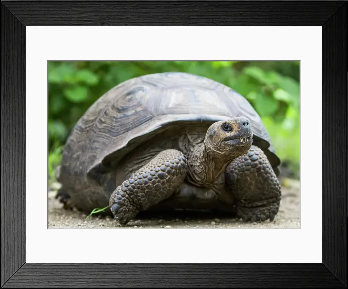 Framed Print : Wild Galapagos giant tortoise (Geochelone elephantopus) at Urbina Bay, Isabela Island, Galapagos Islands, UNESCO World Heritage Site, Ecuador, South America Framed Print : Wild Galapagos giant tortoise (Geochelone elephantopus) at Urbina Bay, Isabela Island, Galapagos Islands, UNESCO World Heritage Site, Ecuador, South America