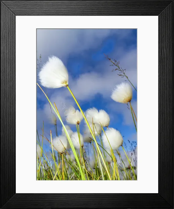Framed Print : A large stand of Arctic cotton (Eriophorum callitrix) in Franz Josef Land, Russia, Arctic Ocean, Eurasia Framed Print : A large stand of Arctic cotton (Eriophorum callitrix) in Franz Josef Land, Russia, Arctic Ocean, Eurasia