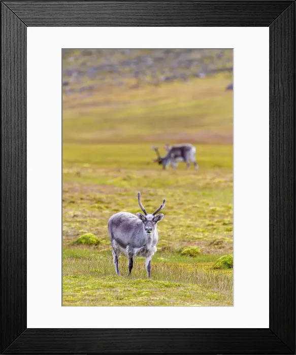 Framed Print : Adult Svalbard reindeer (Rangifer tarandus platyrhynchus) grazing on tundra in the Svalbard Archipelago, Norway, Arctic, Europe Framed Print : Adult Svalbard reindeer (Rangifer tarandus platyrhynchus) grazing on tundra in the Svalbard Archipelago, Norway, Arctic, Europe