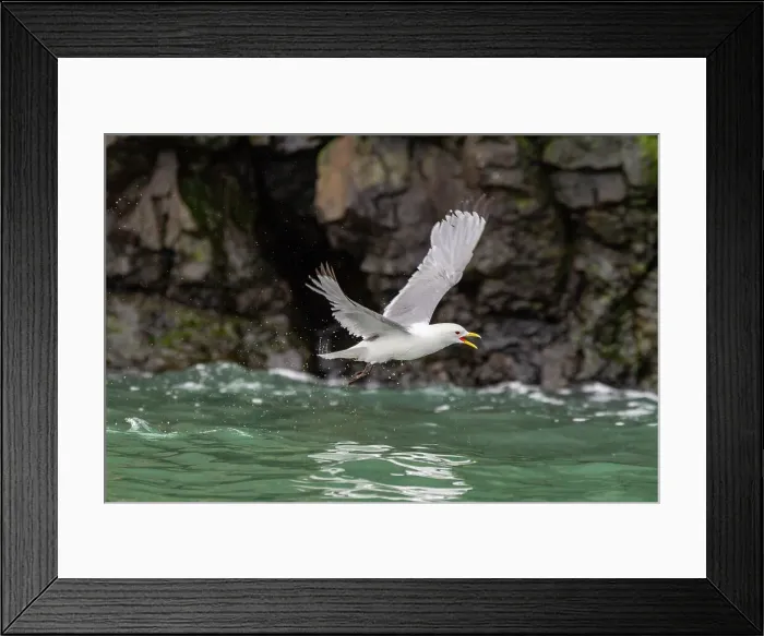 Framed Print : Adult black-legged kittiwake (Rissa tridactyla) in flight near Alexander Island in Franz Josef Land, Russia, Arctic Ocean, Eurasia