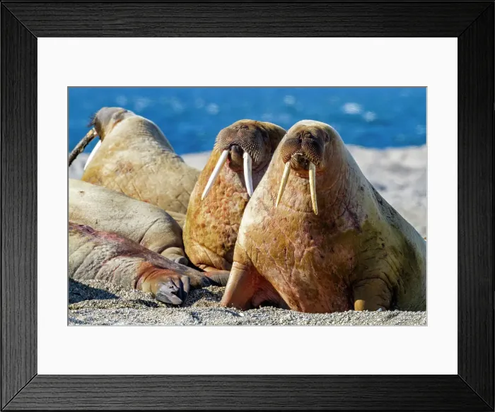 Framed Print : Adult bull walrus (Odobenus rosmarus rosmarus) hauled out on the beach in the Svalbard Archipelago, Norway, Arctic, Europe Framed Print : Adult bull walrus (Odobenus rosmarus rosmarus) hauled out on the beach in the Svalbard Archipelago, Norway, Arctic, Europe