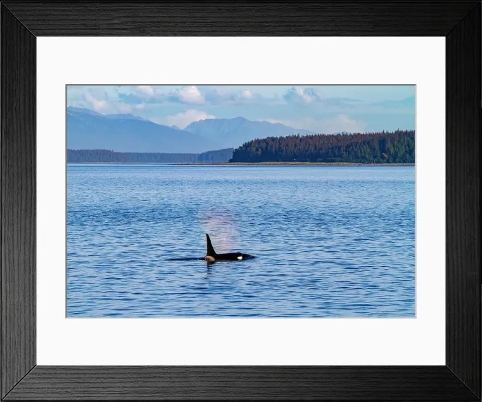 Framed Print : Adult bull killer whale (Orcinus orca) surfacing in Glacier Bay National Park, Southeast Alaska, United States of America, Pacific Ocean, North America Framed Print : Adult bull killer whale (Orcinus orca) surfacing in Glacier Bay National Park, Southeast Alaska, United States of America, Pacific Ocean, North America