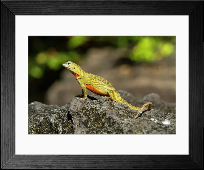 Framed Print : Lava lizard (Microlophus spp) in the Galapagos Islands Archipelago, UNESCO World Heritage Site, Ecuador, South America Framed Print : Lava lizard (Microlophus spp) in the Galapagos Islands Archipelago, UNESCO World Heritage Site, Ecuador, South America
