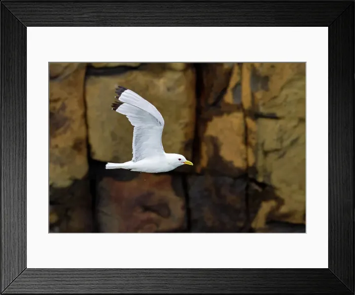 Framed Print : Adult black-legged kittiwake (Rissa tridactyla) in flight near Alexander Island in Franz Josef Land, Russia, Eurasia Framed Print : Adult black-legged kittiwake (Rissa tridactyla) in flight near Alexander Island in Franz Josef Land, Russia, Eurasia