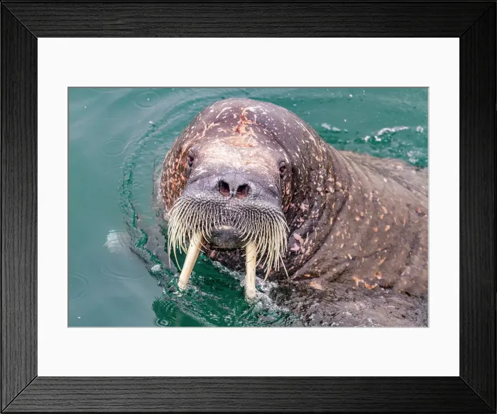 Framed Print : Curious adult bull walrus (Odobenus rosmarus rosmarus) approach the ship at Moffen Island in the Svalbard Archipelago, Norway, Arctic, Europe Framed Print : Curious adult bull walrus (Odobenus rosmarus rosmarus) approach the ship at Moffen Island in the Svalbard Archipelago, Norway, Arctic, Europe