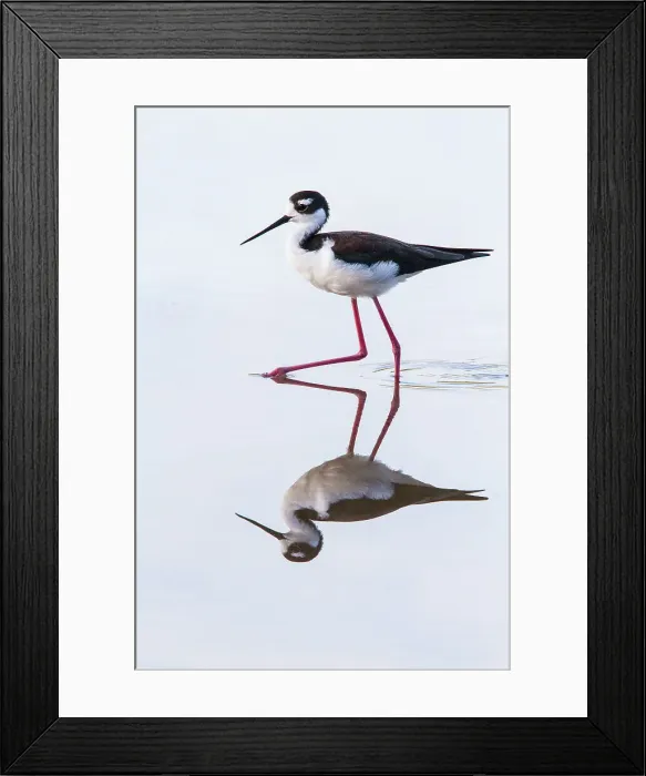 Framed Print : Adult black-necked stilt (Himantopus mexicanus) wading and feeding in a brackish water lagoon on Floreana Island, Galapagos, UNESCO World Heritage Site, Ecuador, South America Framed Print : Adult black-necked stilt (Himantopus mexicanus) wading and feeding in a brackish water lagoon on Floreana Island, Galapagos, UNESCO World Heritage Site, Ecuador, South America