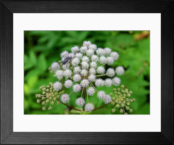 Framed Print : A close up view of a beetle on hogweed (Heracleum spp) found in the Solovetsky Islands, Arkhangelsk Oblast, White Sea, Russia, Arctic, Europe Framed Print : A close up view of a beetle on hogweed (Heracleum spp) found in the Solovetsky Islands, Arkhangelsk Oblast, White Sea, Russia, Arctic, Europe