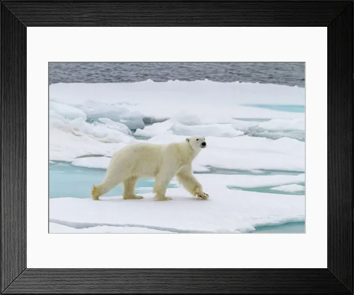 Framed Print : Adult male polar bear (Ursus maritimus) on multi-year ice floes in Franz Josef Land, Russia, Arctic Ocean, Eurasia Framed Print : Adult male polar bear (Ursus maritimus) on multi-year ice floes in Franz Josef Land, Russia, Arctic Ocean, Eurasia