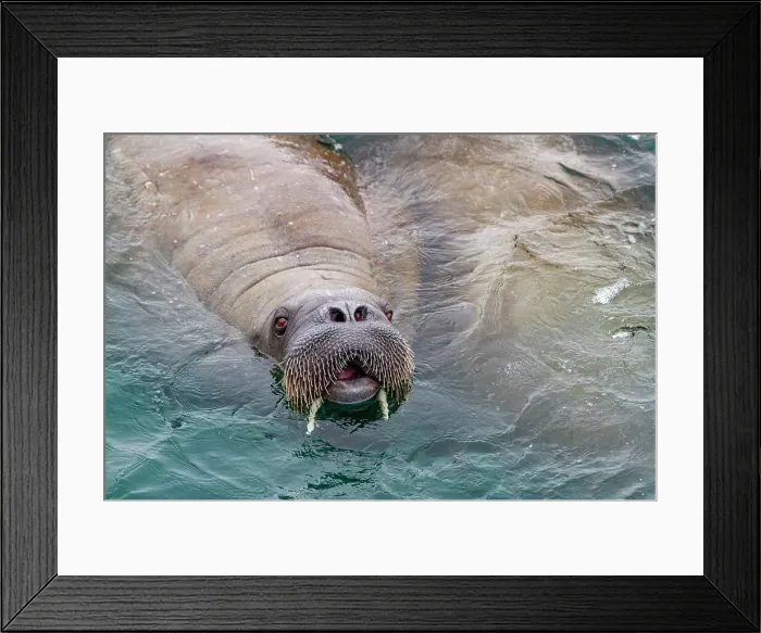 Framed Print : Curious adult bull walrus (Odobenus rosmarus rosmarus) approach the ship at Moffen Island in the Svalbard Archipelago, Norway, Arctic, Europe Framed Print : Curious adult bull walrus (Odobenus rosmarus rosmarus) approach the ship at Moffen Island in the Svalbard Archipelago, Norway, Arctic, Europe