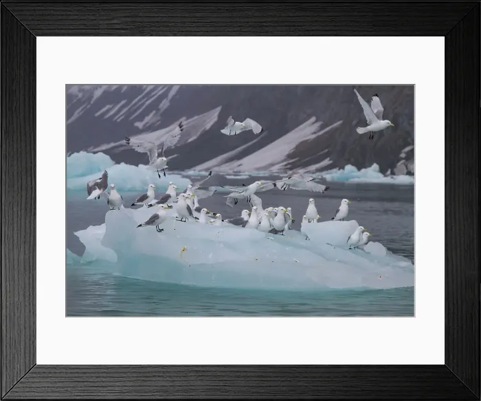 Framed Print : Adult black-legged kittiwakes (Rissa tridactyla) resting on ice in the Svalbard Archipelago, Barents Sea, Norway, Arctic, Europe