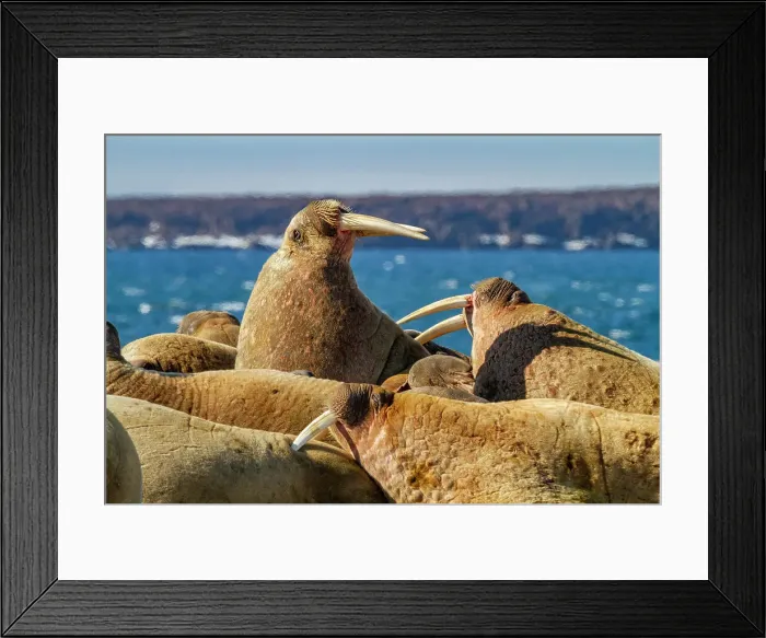 Framed Print : Adult bull walrus (Odobenus rosmarus rosmarus) hauled out on the beach in the Svalbard Archipelago, Norway, Arctic, Europe Framed Print : Adult bull walrus (Odobenus rosmarus rosmarus) hauled out on the beach in the Svalbard Archipelago, Norway, Arctic, Europe