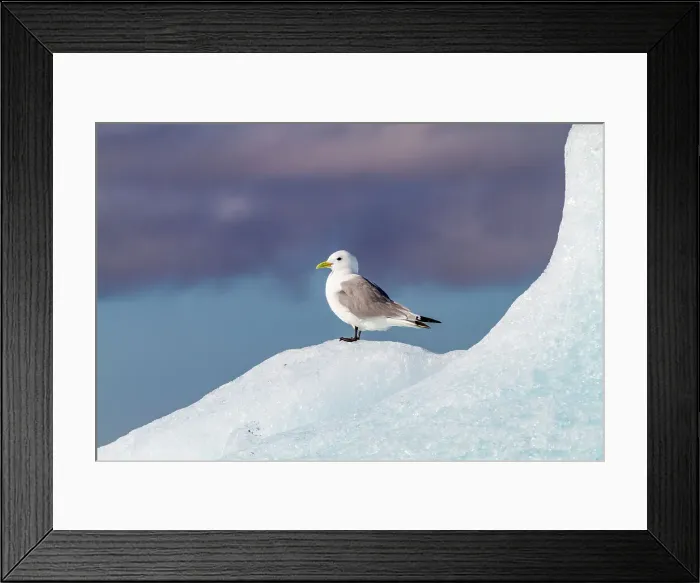 Framed Print : Adult black-legged kittiwakes (Rissa tridactyla) resting on ice in the Svalbard Archipelago, Barents Sea, Norway, Arctic, Europe Framed Print : Adult black-legged kittiwakes (Rissa tridactyla) resting on ice in the Svalbard Archipelago, Barents Sea, Norway, Arctic, Europe