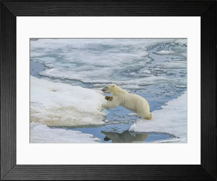 Framed Print : An adult polar bear (Ursus maritimus) leaping from ice floe to ice floe in the Svalbard Archipelago, Norway, Arctic, Europe Framed Print : An adult polar bear (Ursus maritimus) leaping from ice floe to ice floe in the Svalbard Archipelago, Norway, Arctic, Europe