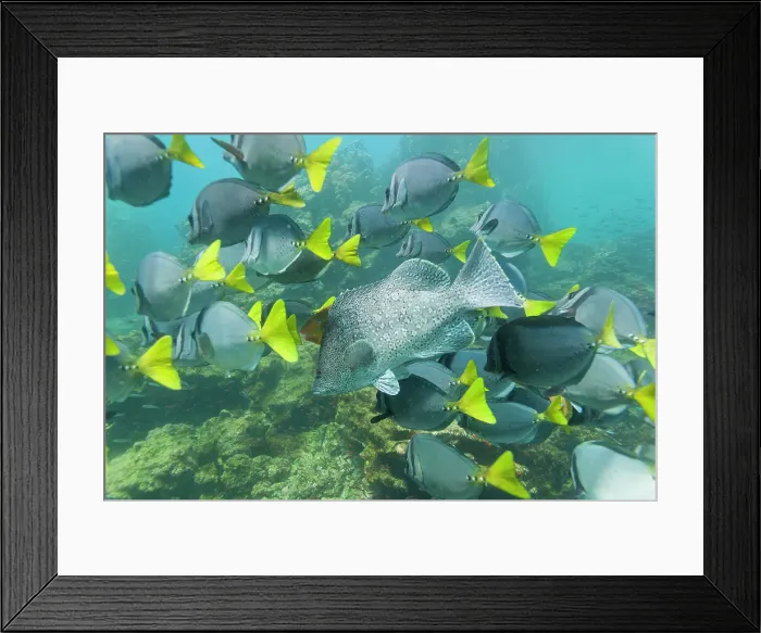 Framed Print : Schooling yellow-tailed surgeonfish (Prionurus punctatus), underwater in the Galapagos Island Archipelago, UNESCO World Heritage Site, Ecuador, South America Framed Print : Schooling yellow-tailed surgeonfish (Prionurus punctatus), underwater in the Galapagos Island Archipelago, UNESCO World Heritage Site, Ecuador, South America