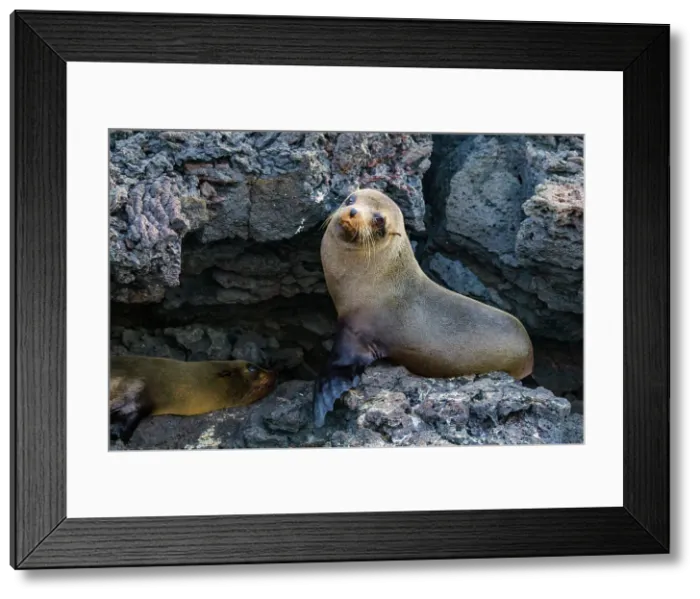 Framed Print : Galapagos fur seal (Arctocephalus galapagoensis) hauled out on lava flow in the Galapagos Islands, UNESCO World Heritage Site, Ecuador, South America Framed Print : Galapagos fur seal (Arctocephalus galapagoensis) hauled out on lava flow in the Galapagos Islands, UNESCO World Heritage Site, Ecuador, South America