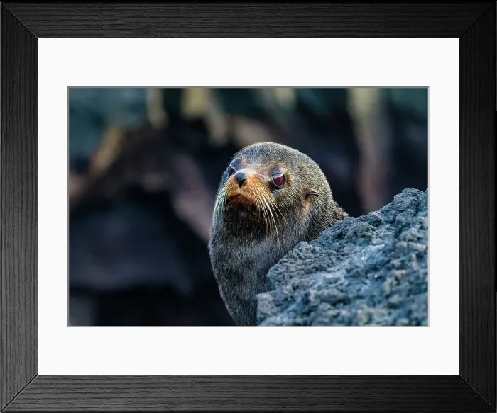 Framed Print : Galapagos fur seal (Arctocephalus galapagoensis) hauled out on lava flow in the Galapagos Islands, UNESCO World Heritage Site, Ecuador, South America Framed Print : Galapagos fur seal (Arctocephalus galapagoensis) hauled out on lava flow in the Galapagos Islands, UNESCO World Heritage Site, Ecuador, South America